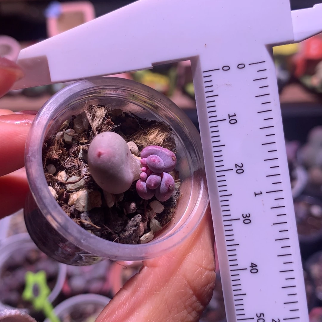 韩国天空美人叶插苗