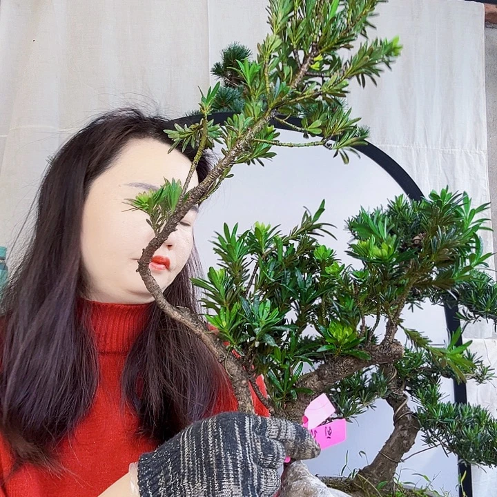 风***，无花朵罗汉松是我国著名