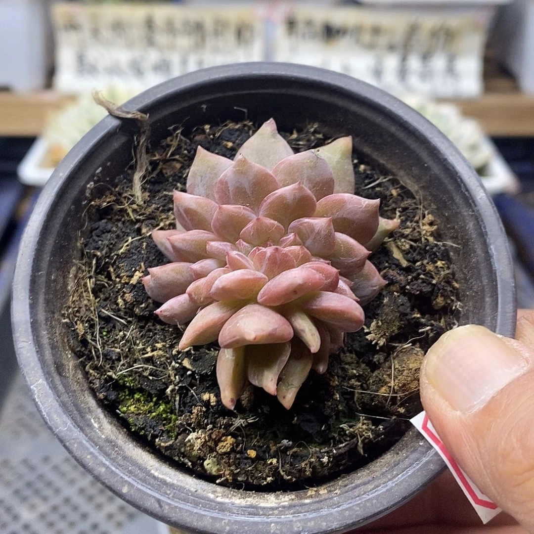 1440 香槟缀化多肉