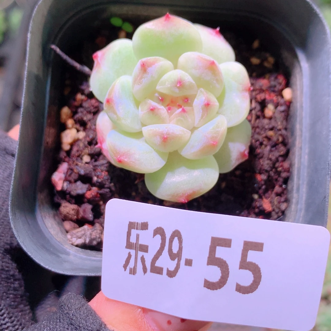 乐然29-55 秘境冰魄