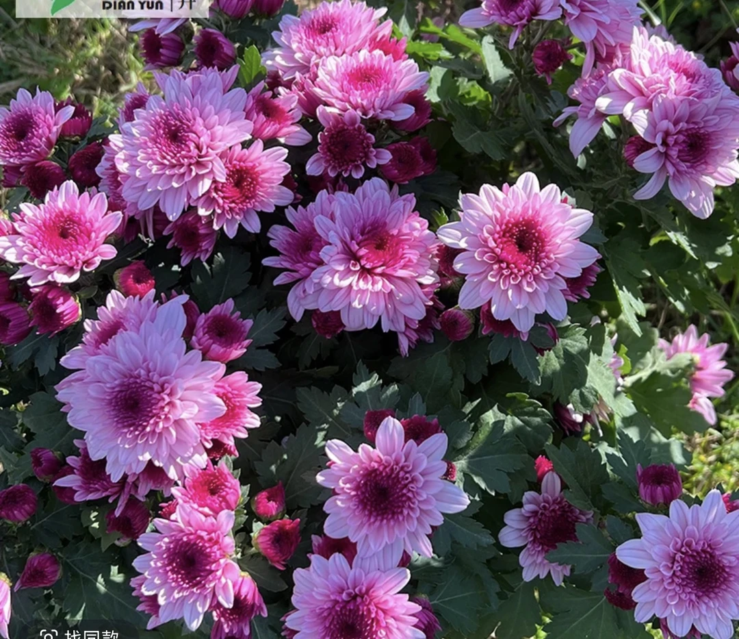 荷兰菊小雏菊(颜值高)多年生耐寒又耐热庭院阳台开花植物