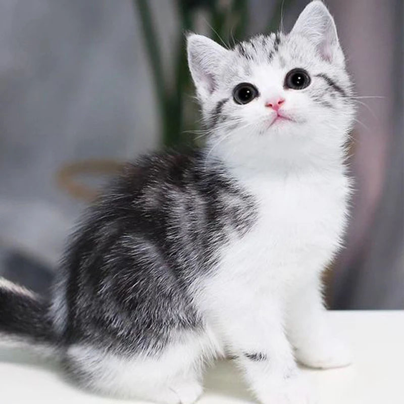 美短猫幼猫矮脚暹罗猫加白起司美短标版短毛猫纯种猫咪活体