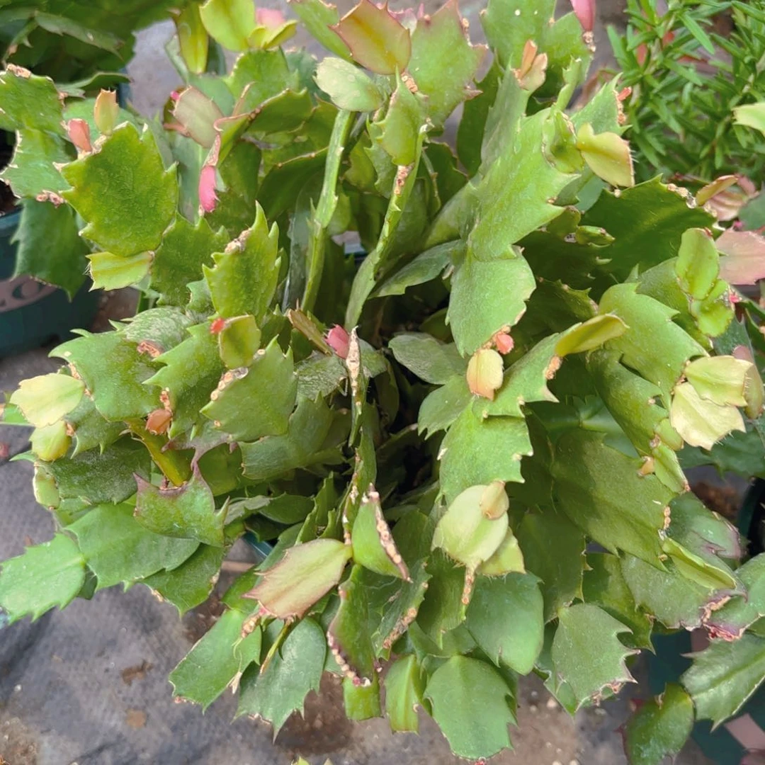 蟹爪兰新疆包邮一单