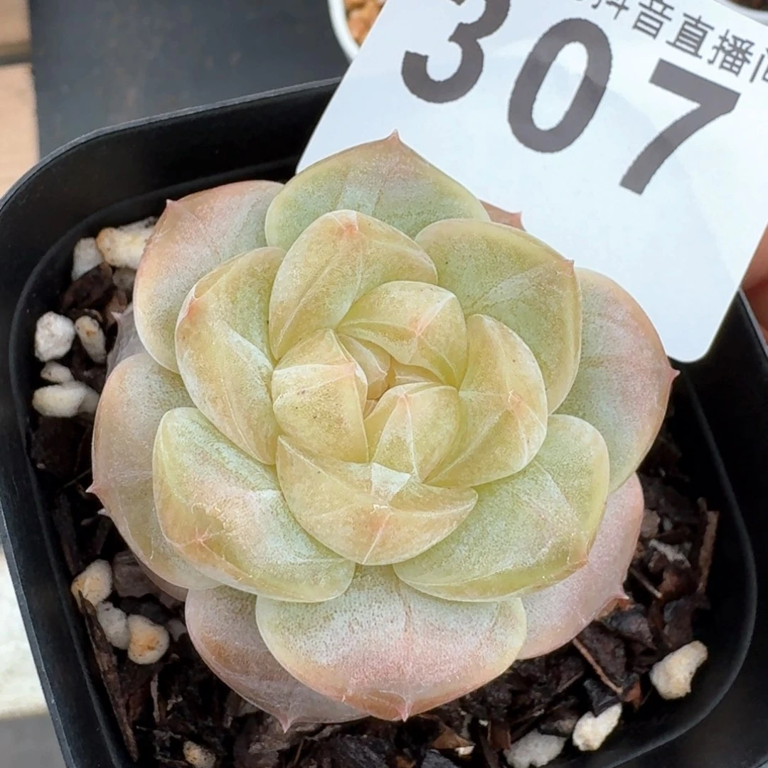 白体珍妮         多肉植物