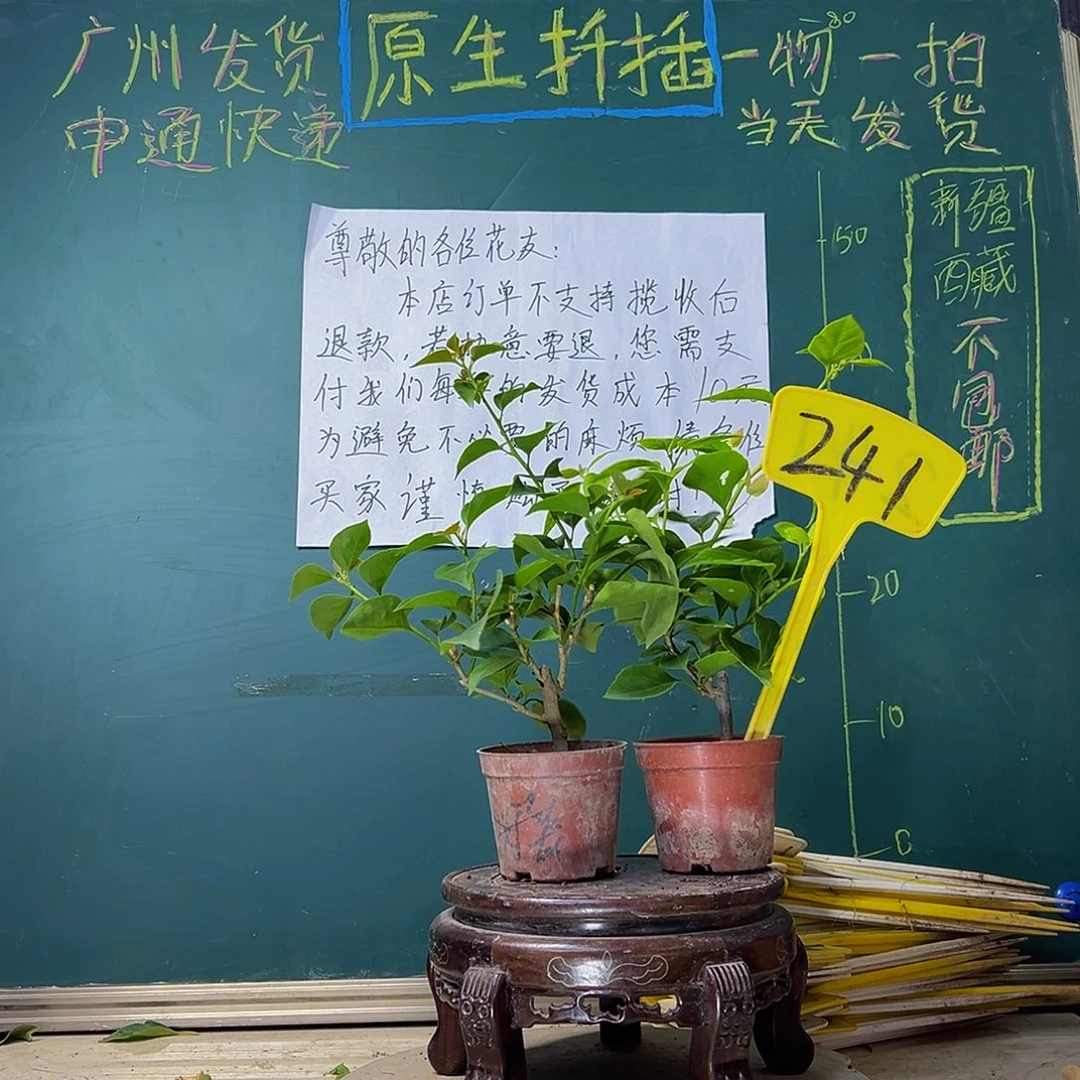 当前无花栽培后可以开花柠檬黄掌中宝 盲盒掌中宝241