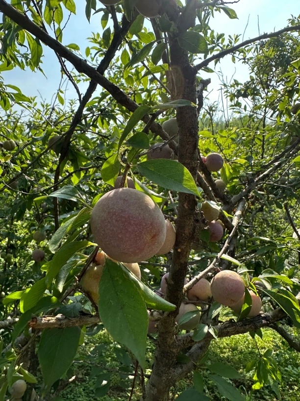 广西红心三华李新鲜当季现摘酸甜脆口水果