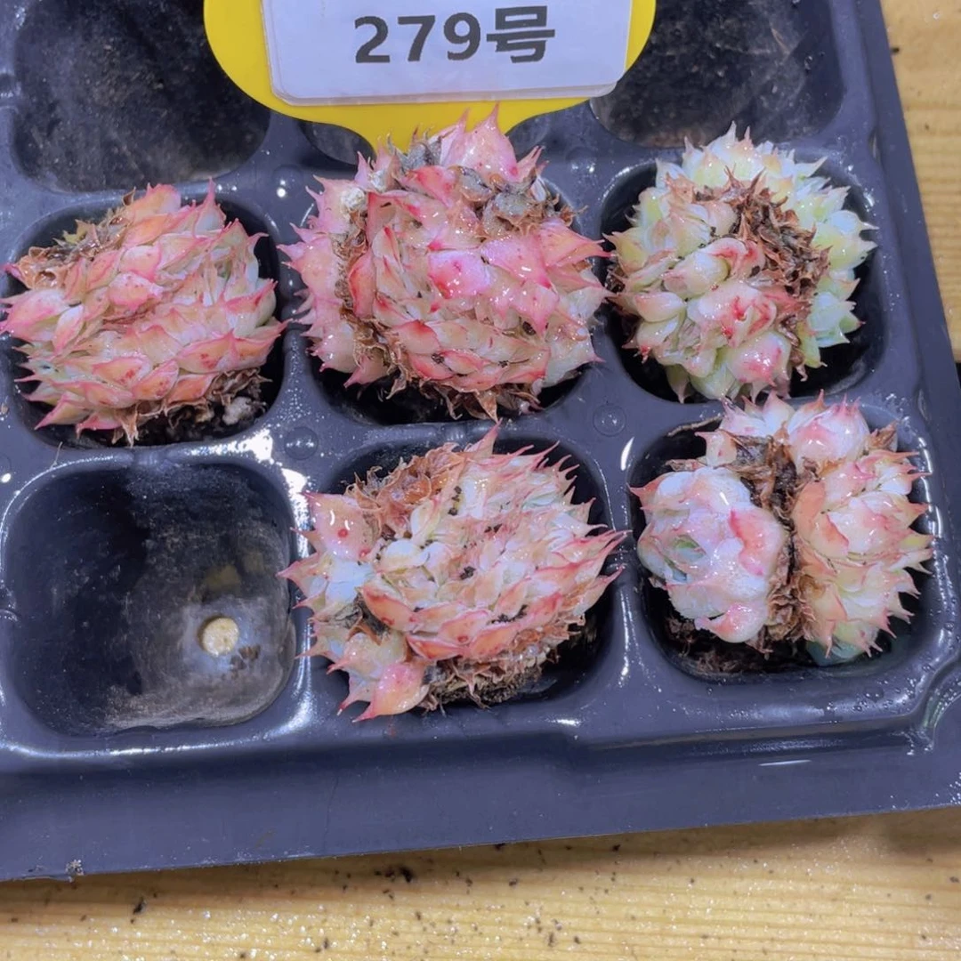 279号 睫毛仙子缀化一个