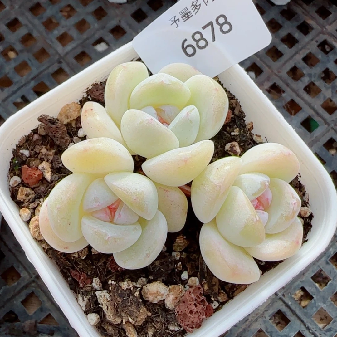 玻璃体糖心冰玉，6878多肉植物