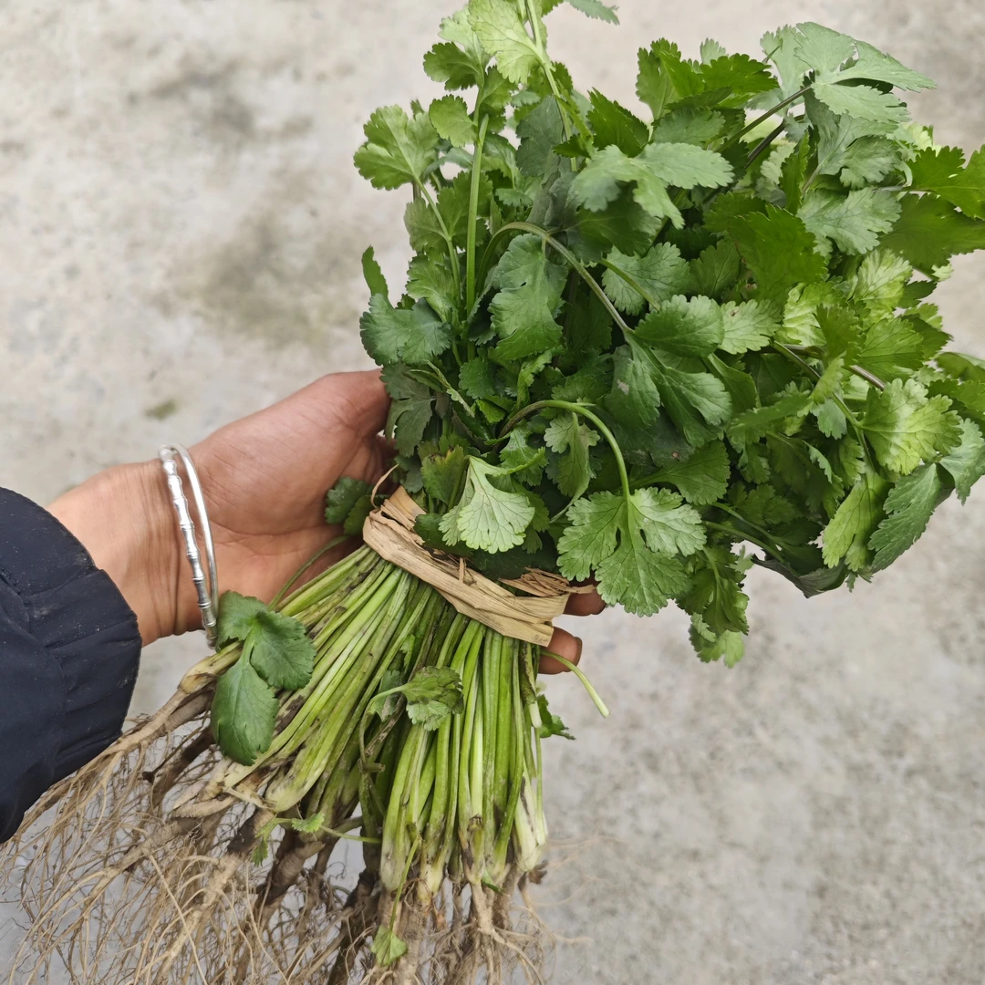 香菜/泡沫箱加冰发货