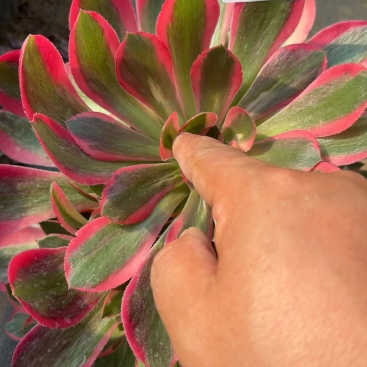 妖月多肉有晒伤3501