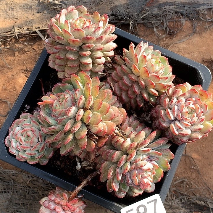 597鲁冰一物一拍多肉