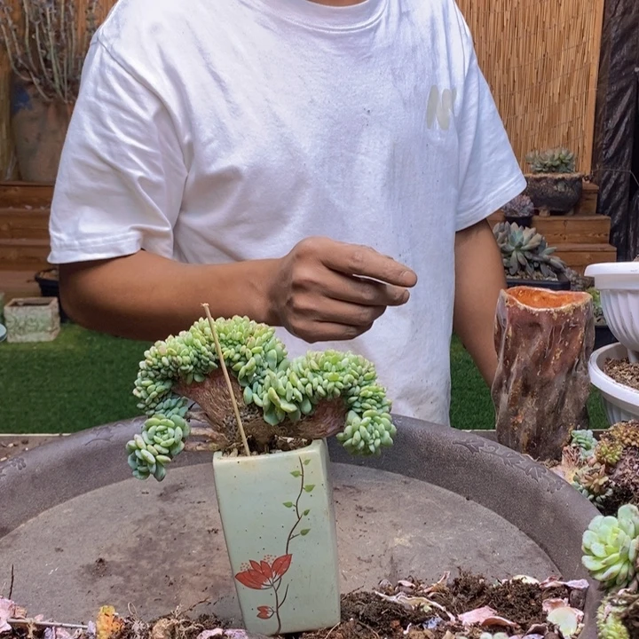 榴****100号白胖子多肉植物