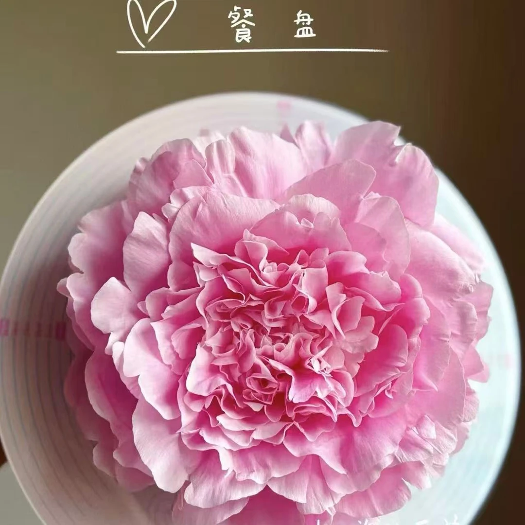【思芹花卉|餐盘芍药（花苞4.0cm+）】北京彼由尼芍药，顺丰包邮