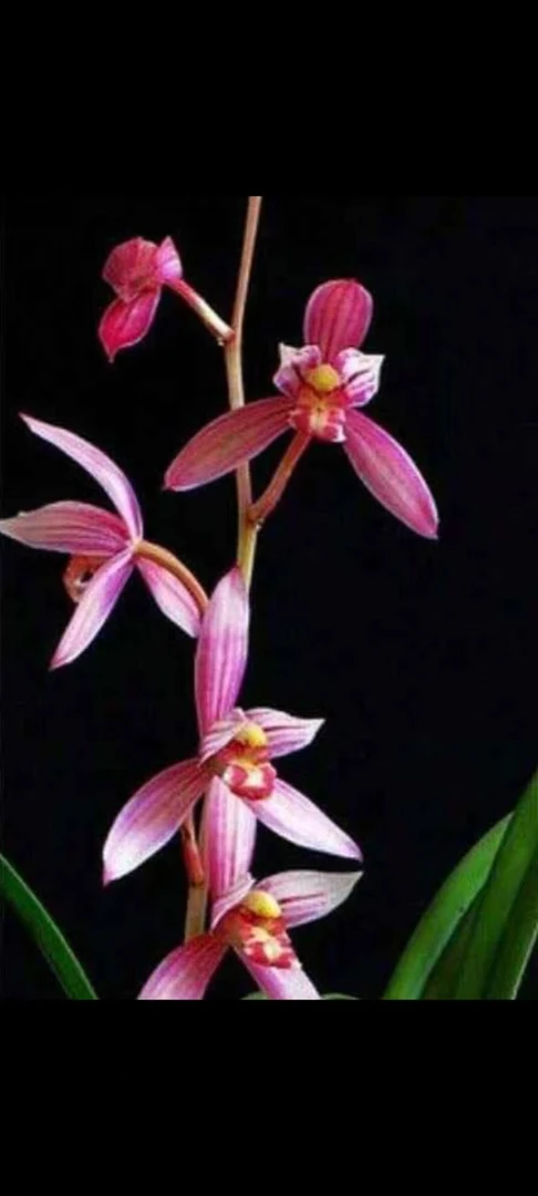 建兰粉红色市长红