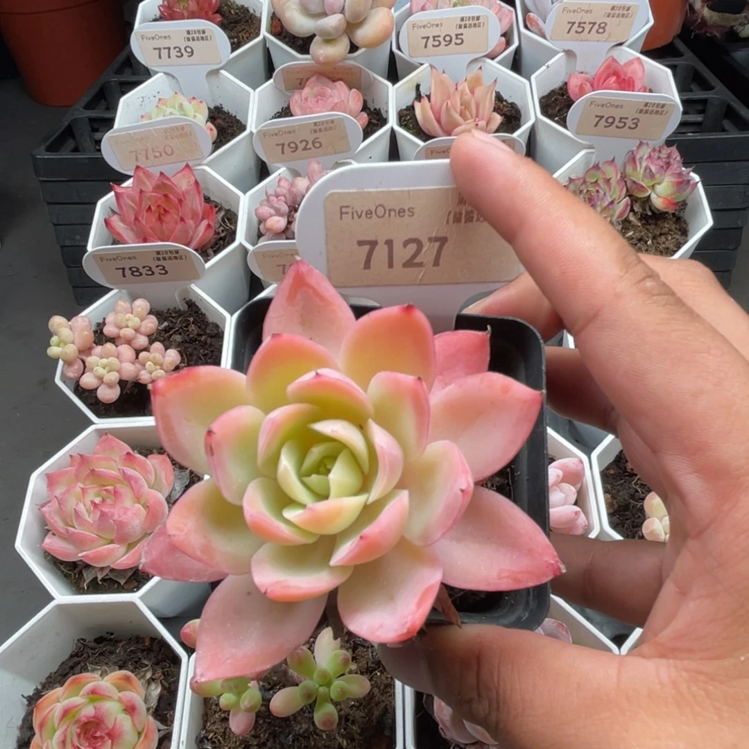 7127丝绸面纱5.0厘米