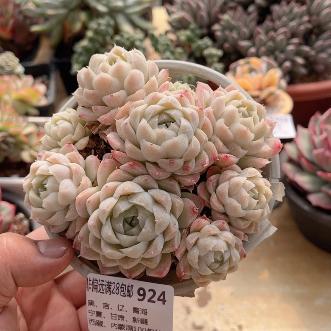 【闪购商品】924白月影不包整