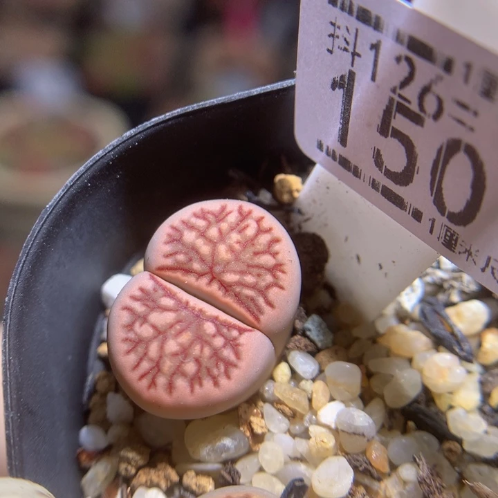 ?*.精品生石花126.150