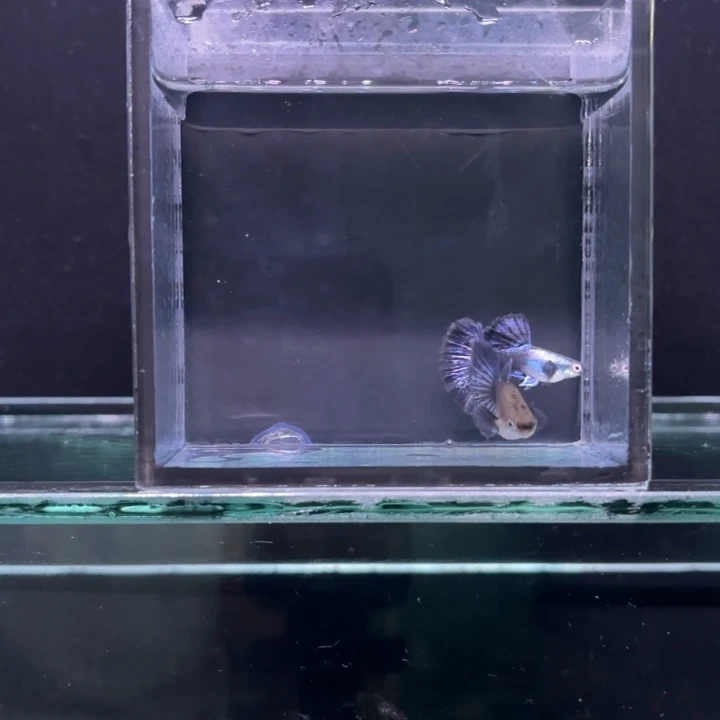 孔雀鱼紫罗兰半月尾一对