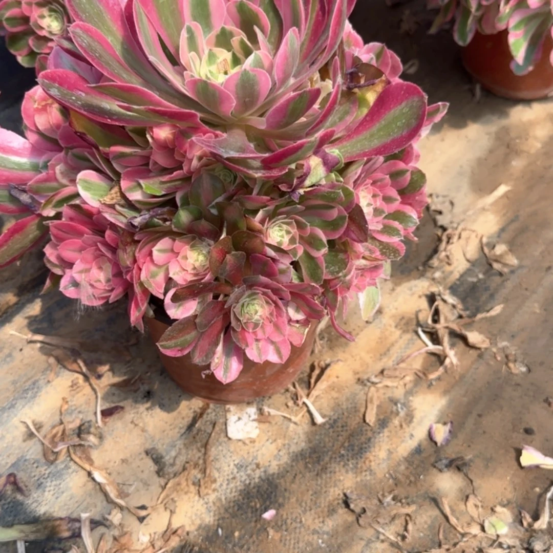 28-51女巫多肉植物