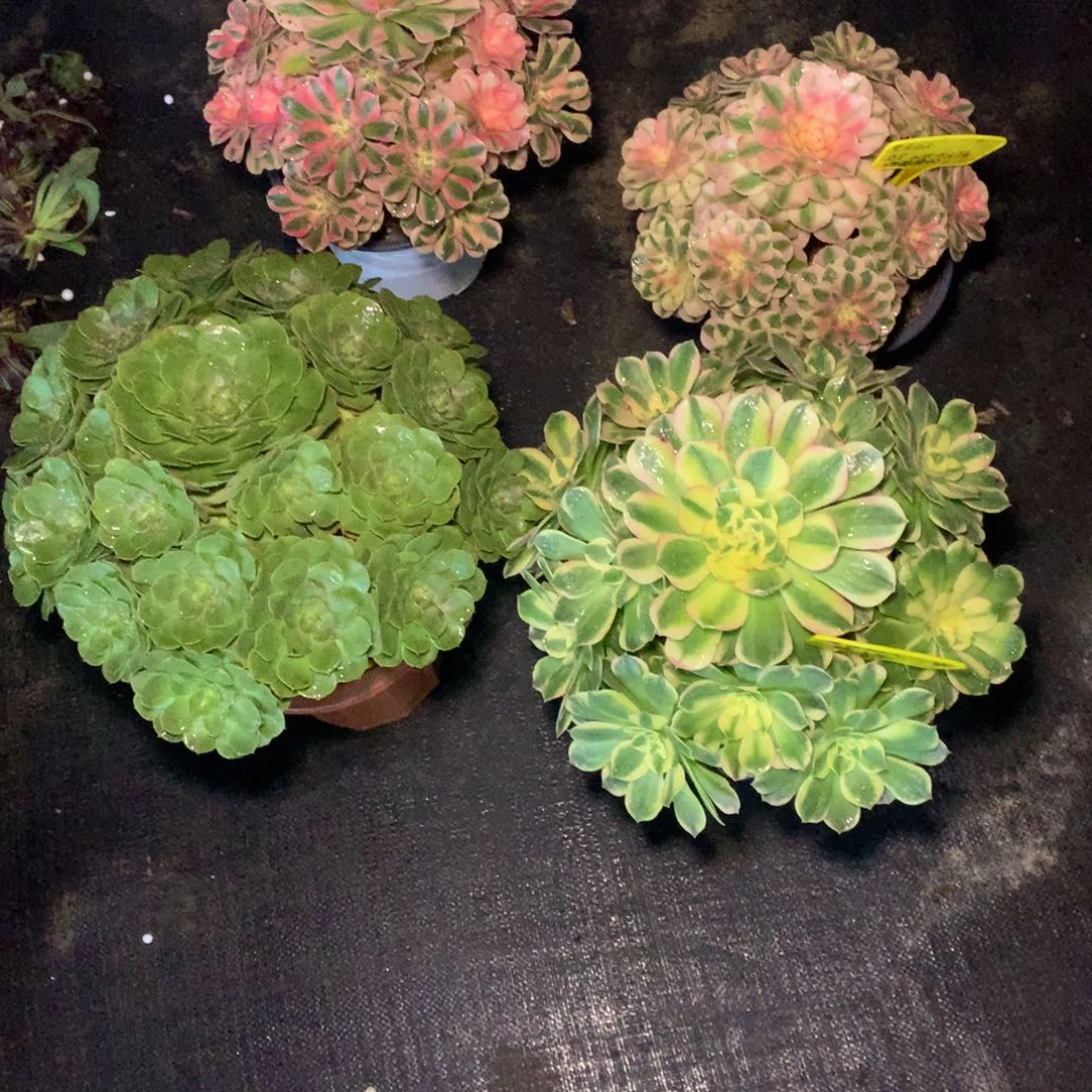 寄养的发货的8888888