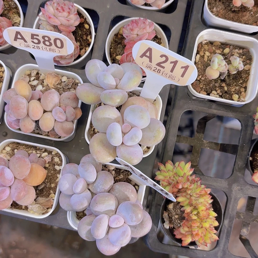 A211文斯通一物一拍