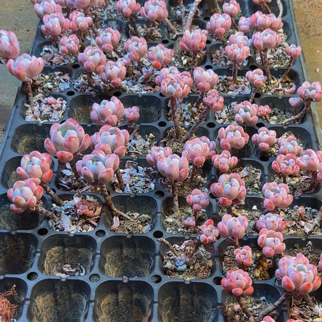 185大热的一天从早上开始