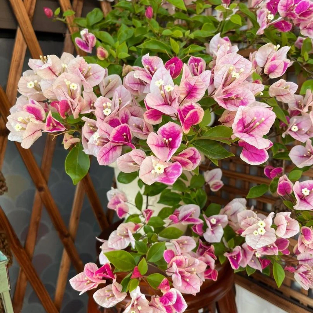 【漳红缨】三角梅基地花卉直发四季开花品种不带花