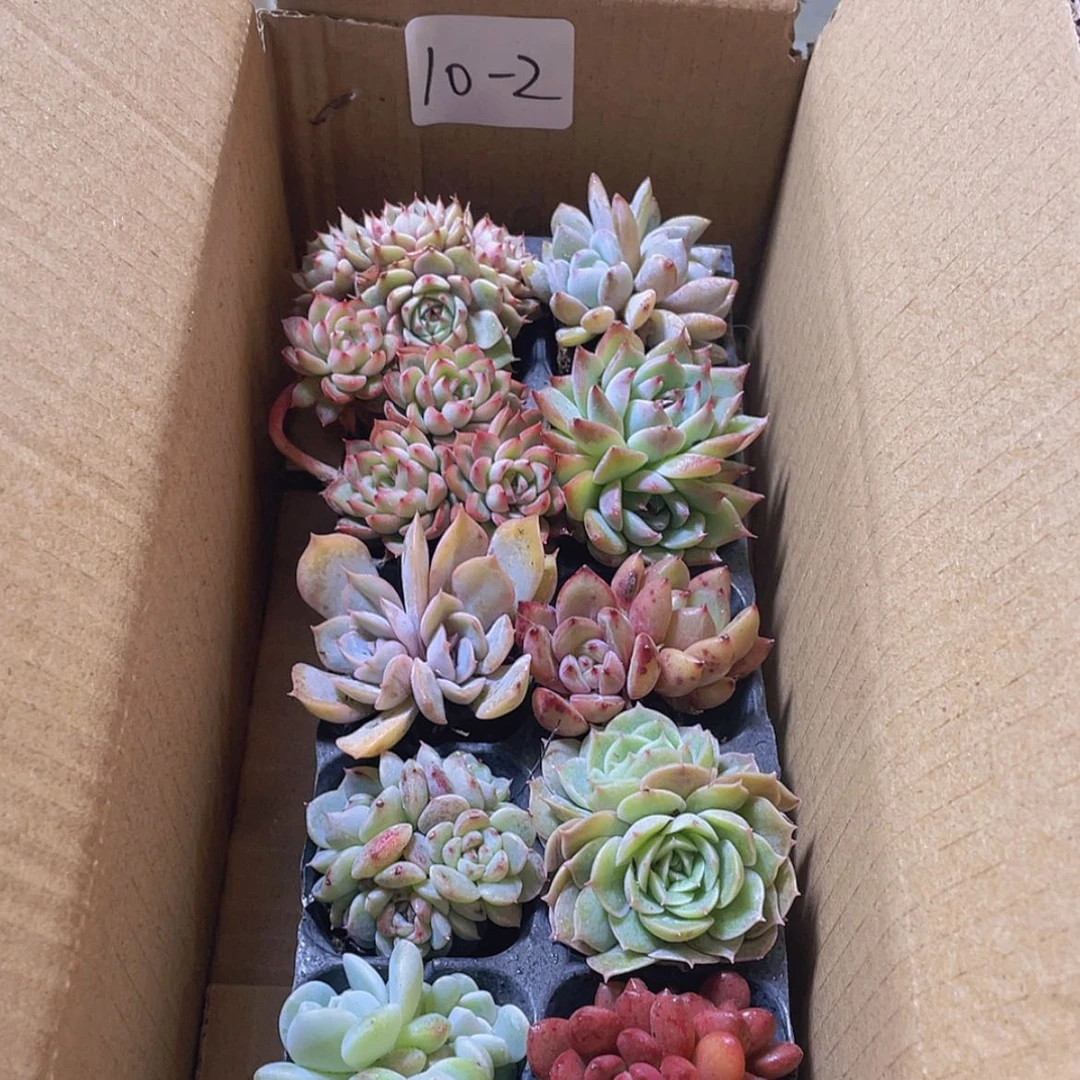 【闪购商品】10颗-2