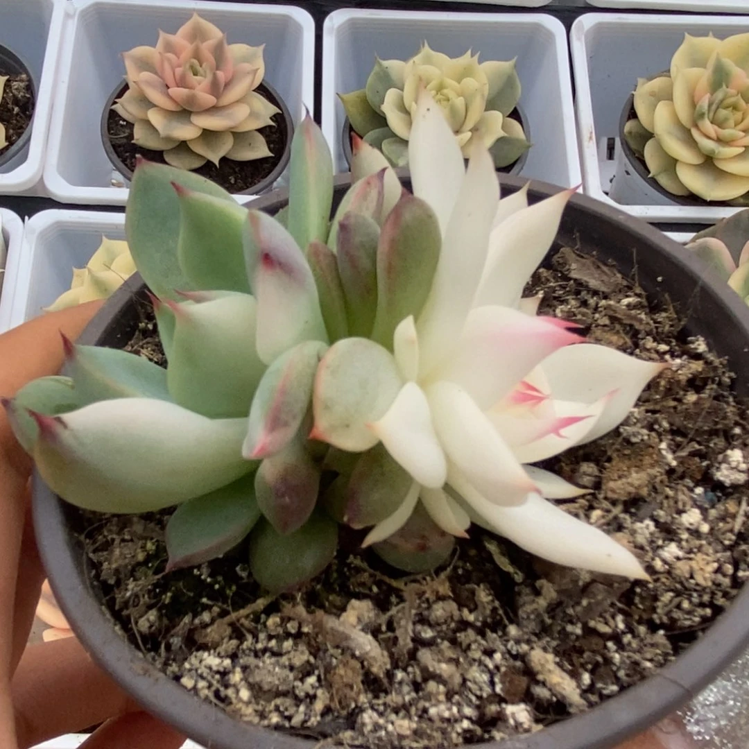 532锦锦锦锦锦锦锦锦