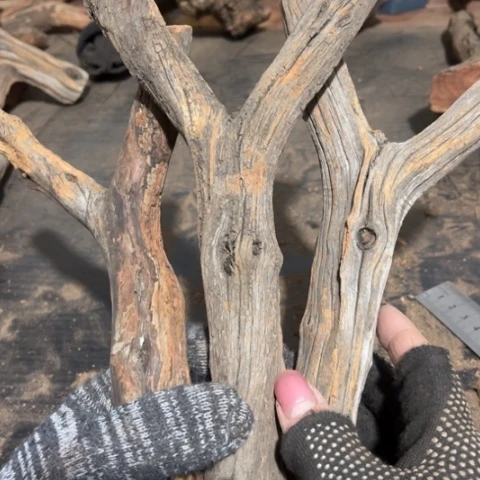 大果紫檀（缅甸花梨）人*啊