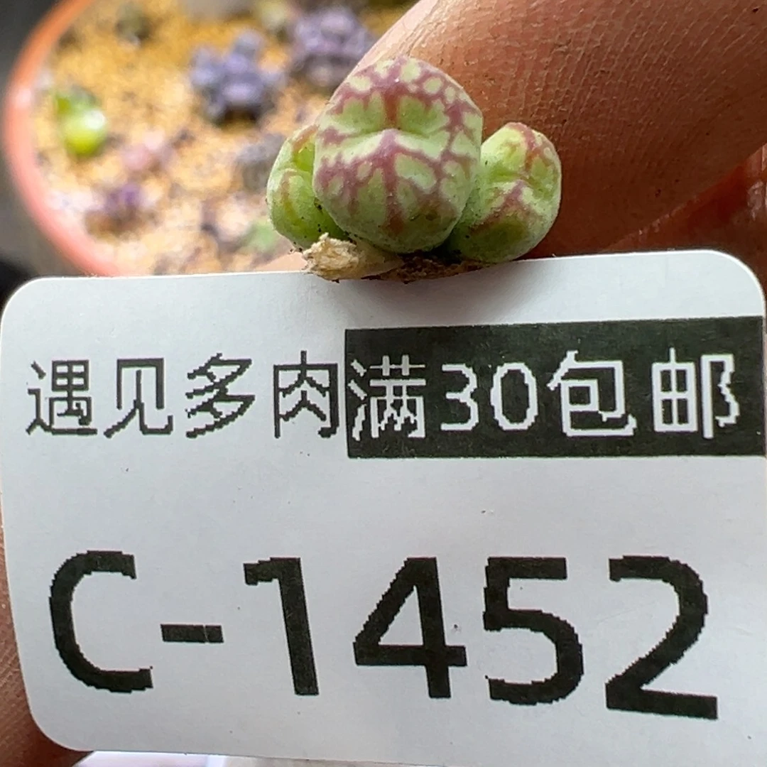 用****2多肉植物1111111111111111