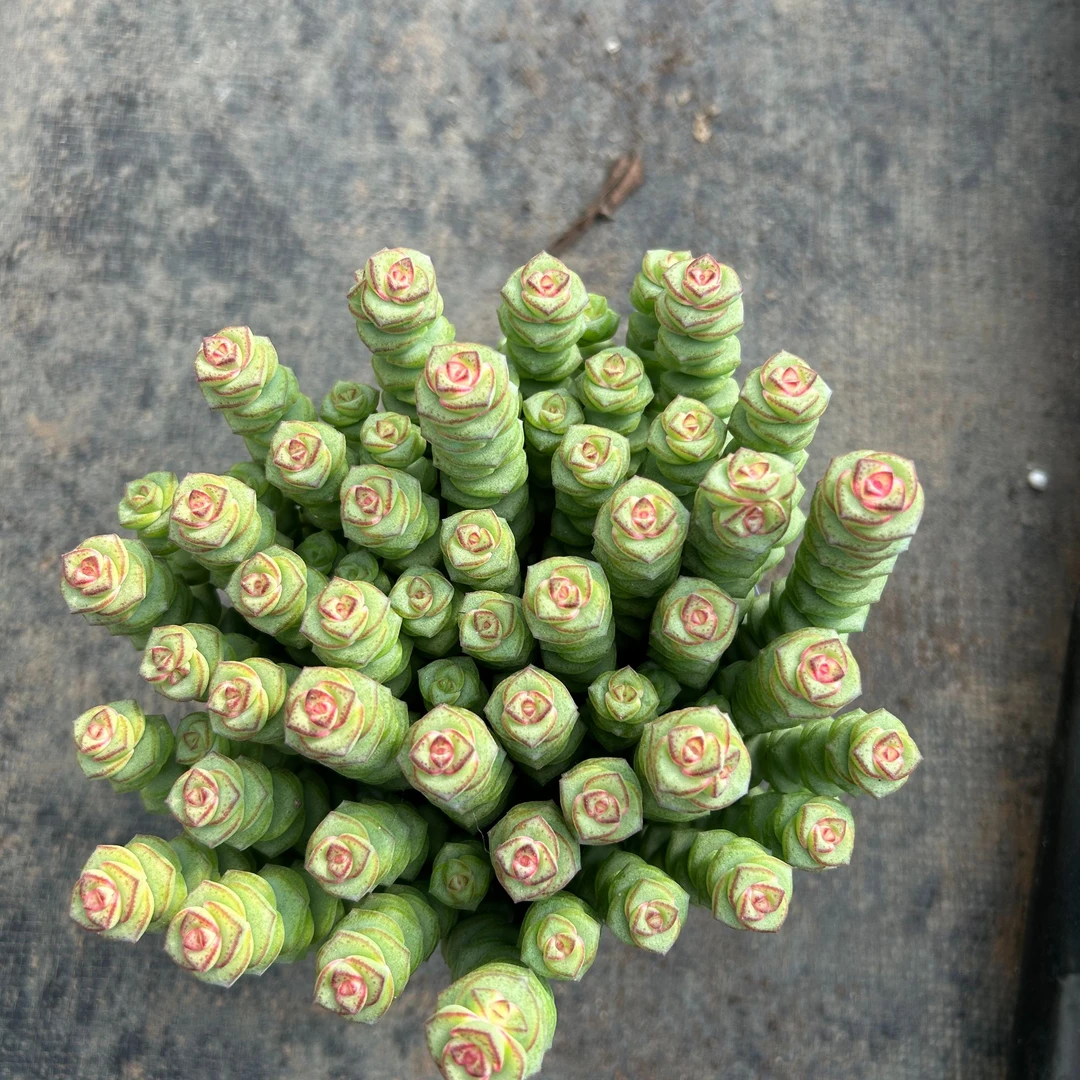 钱串多肉50头左右（满9.99包邮）