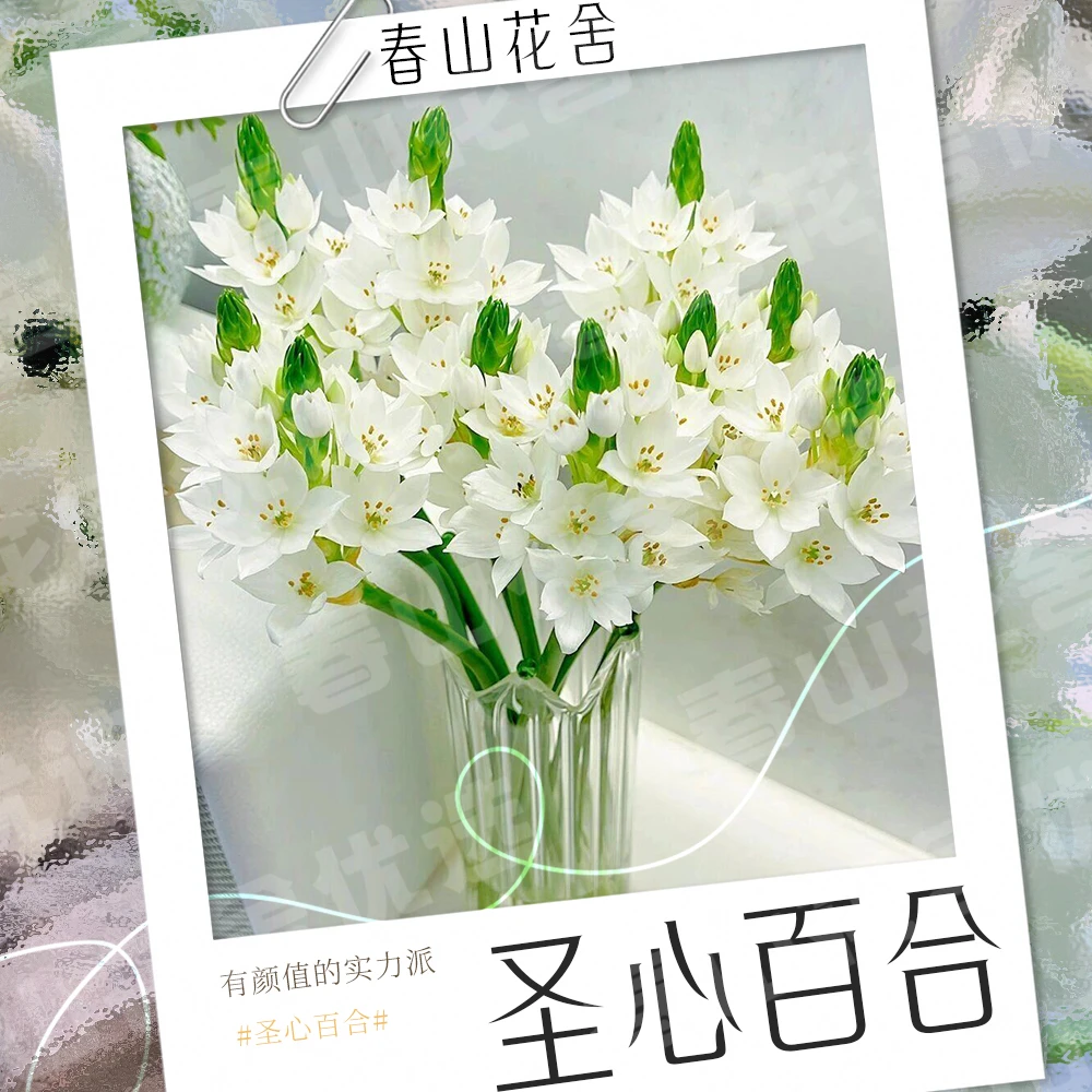 【圣心百合】赠营养液丨鲜切百合拍两单发：顺丰或冷链（送货上门）