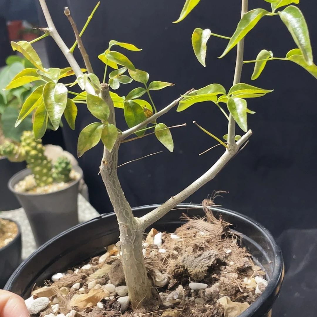 艾米橄榄 实生66666666