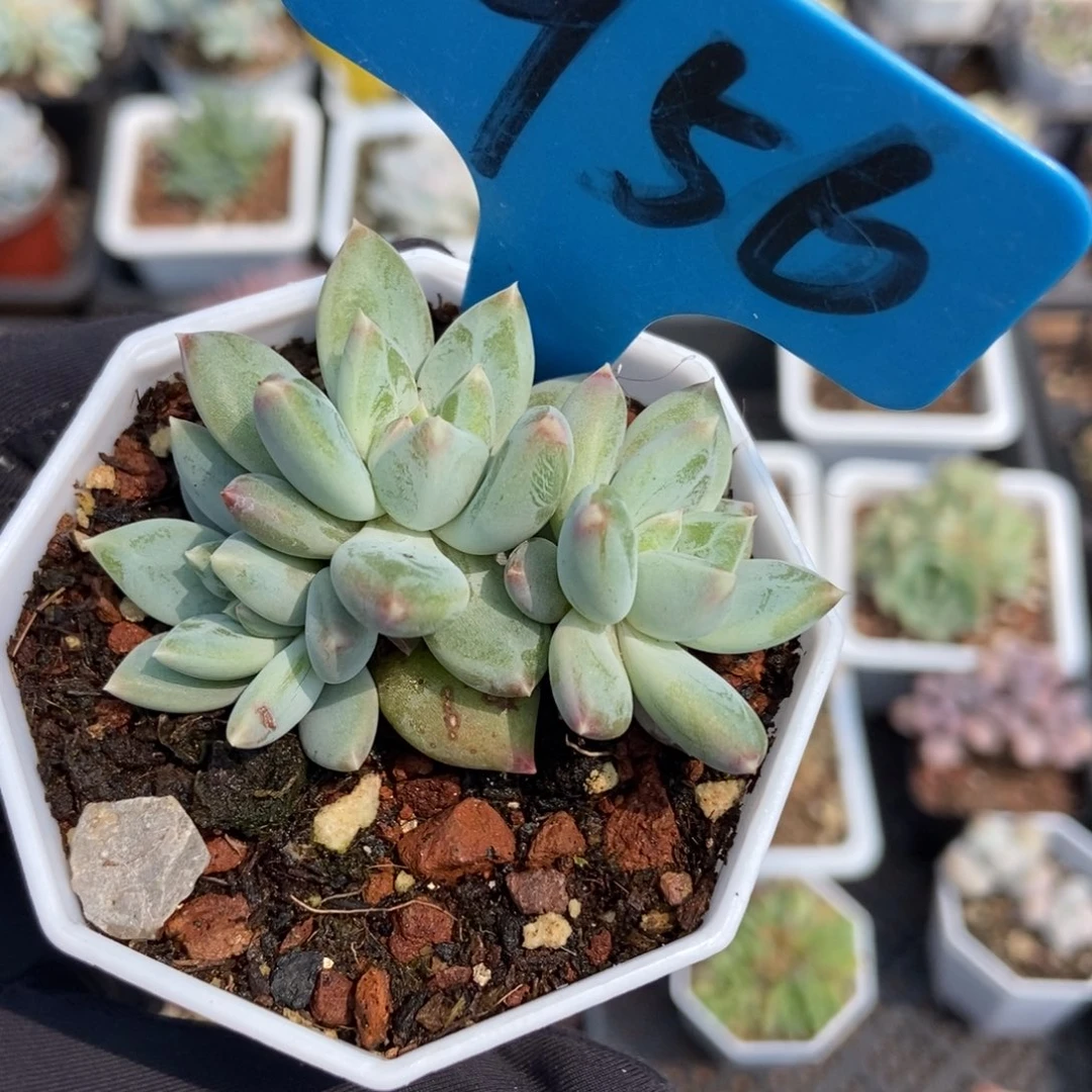 956伊丽莎白多肉植物保护