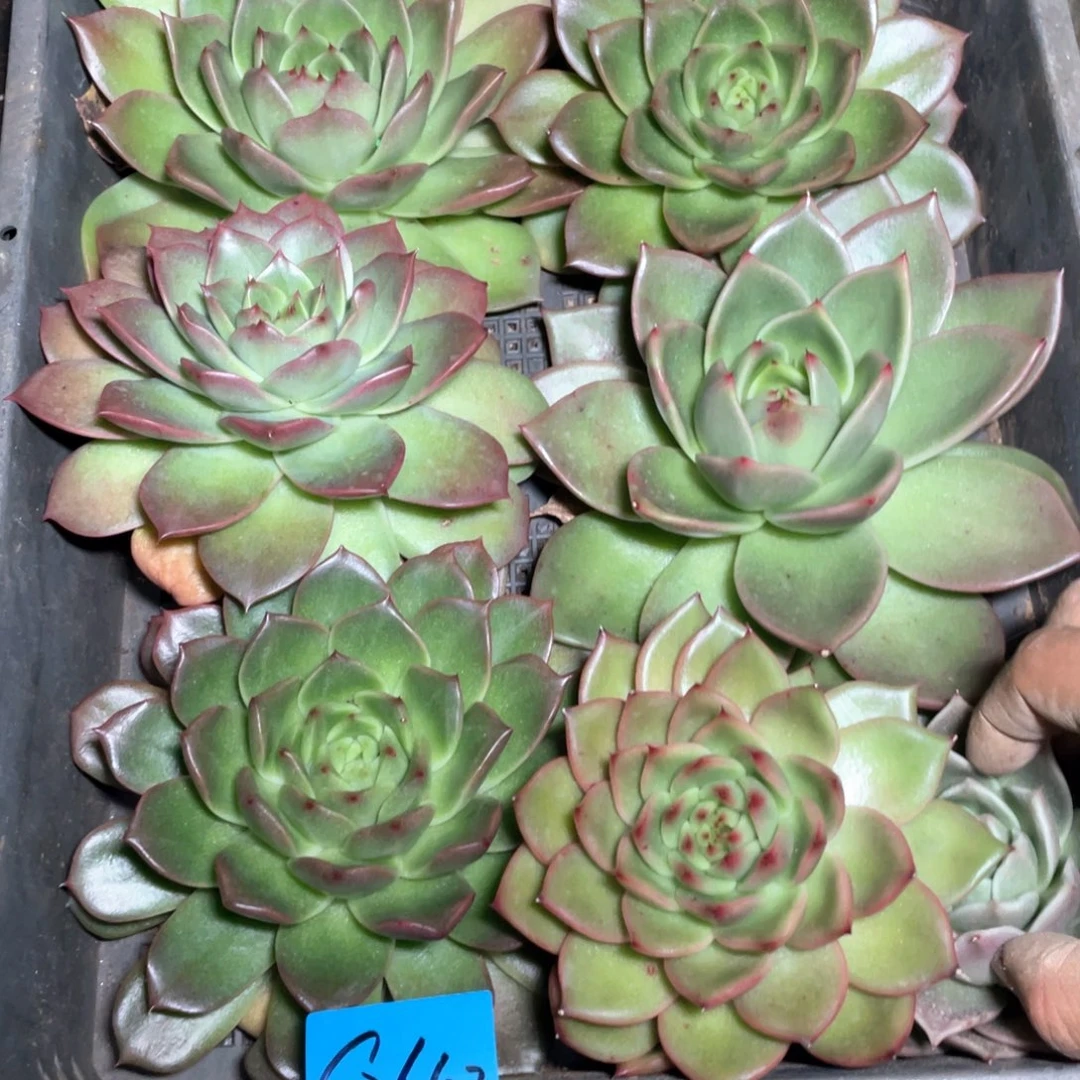 一筐特价福利不售后26102