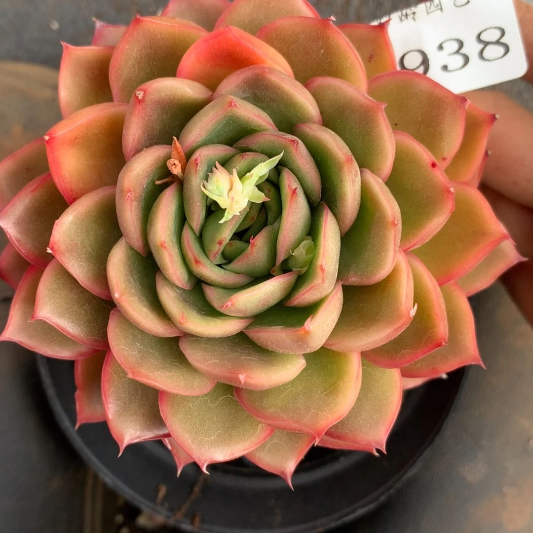 7938杂交多肉植物