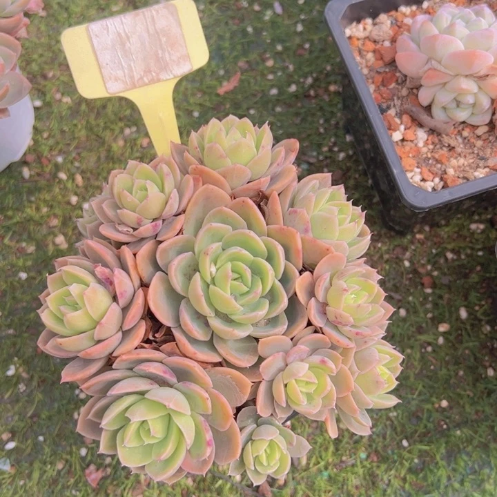 健健康康平平安安的