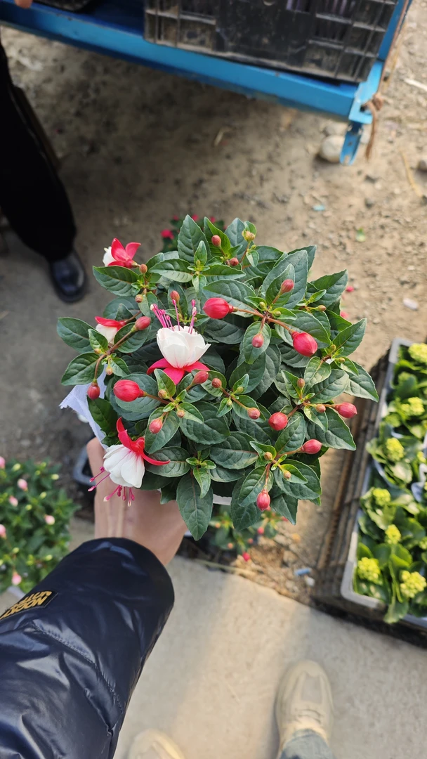 倒挂金钟2盆混色好养活