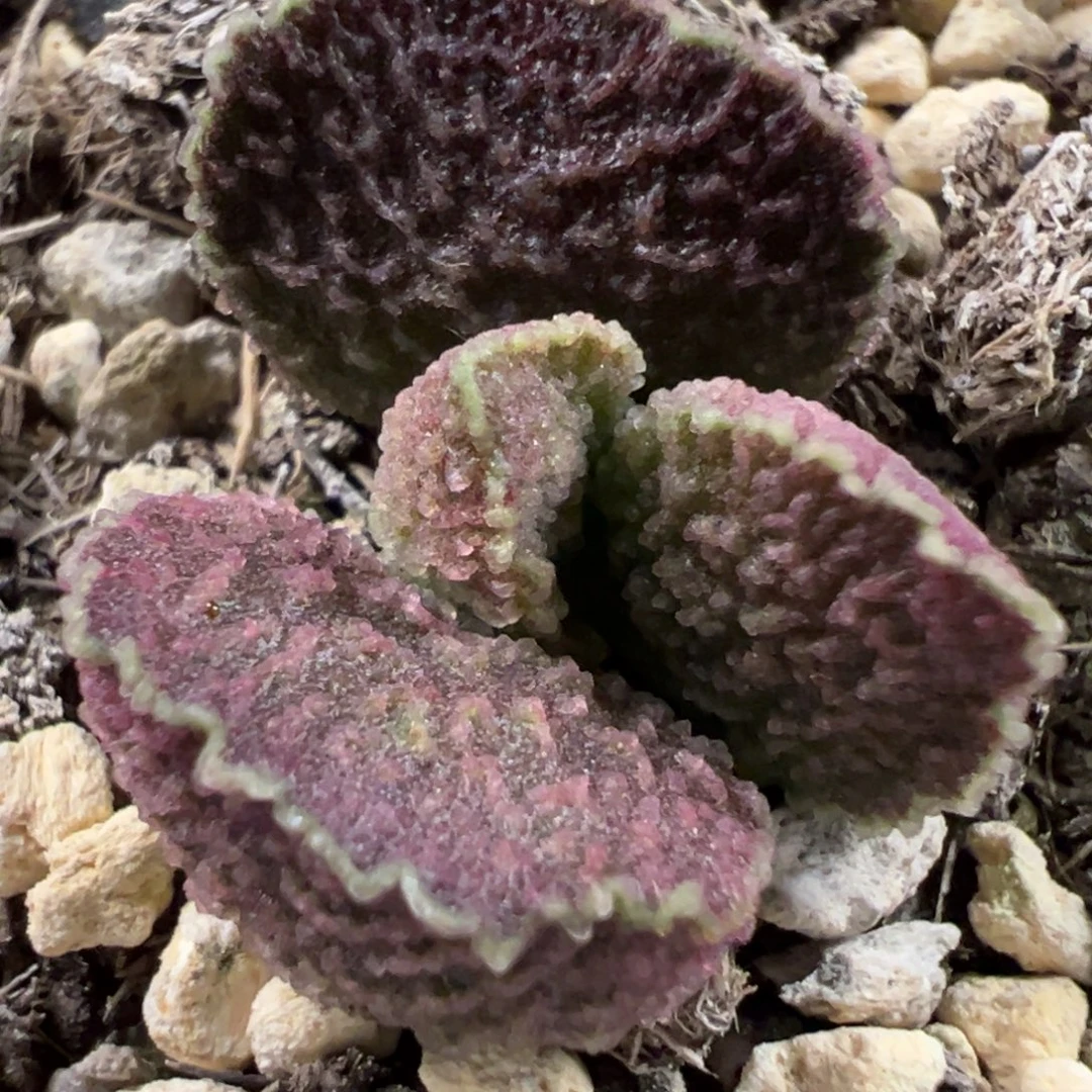 实生新品多肉植物水泡多肉植物水泡