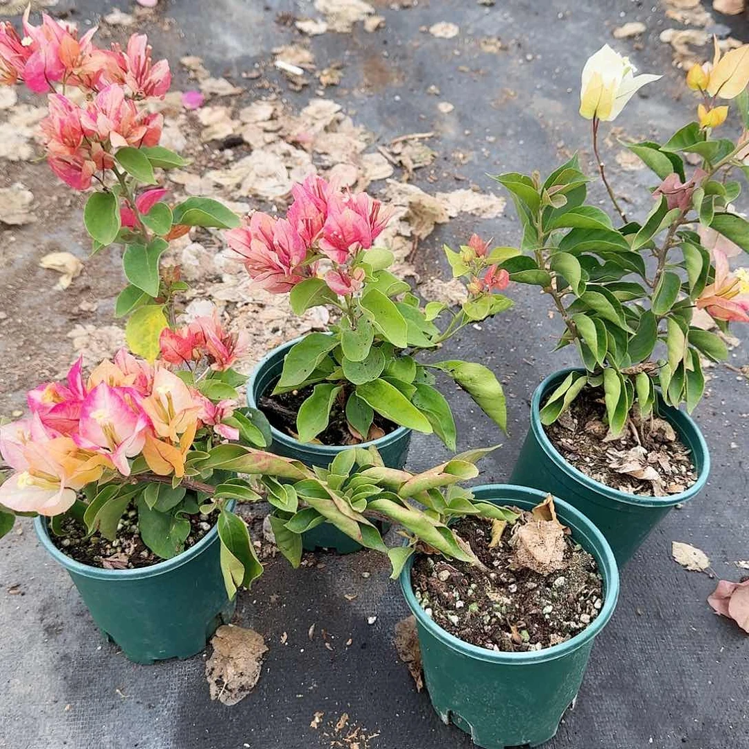 完全开放苏菲亚和阿珠娜