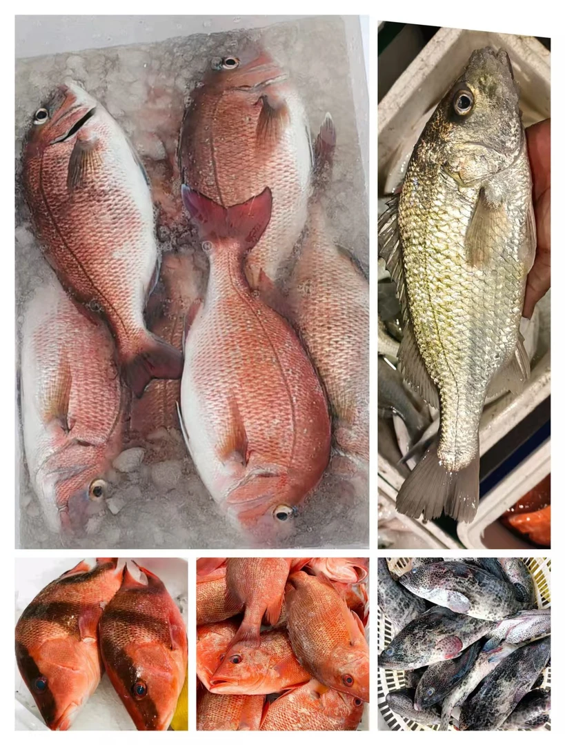 3 湛江海捕鲜活海杂鱼 三刀鱼红友鱼头鲈鱼组合 海鲜大烩空运包邮