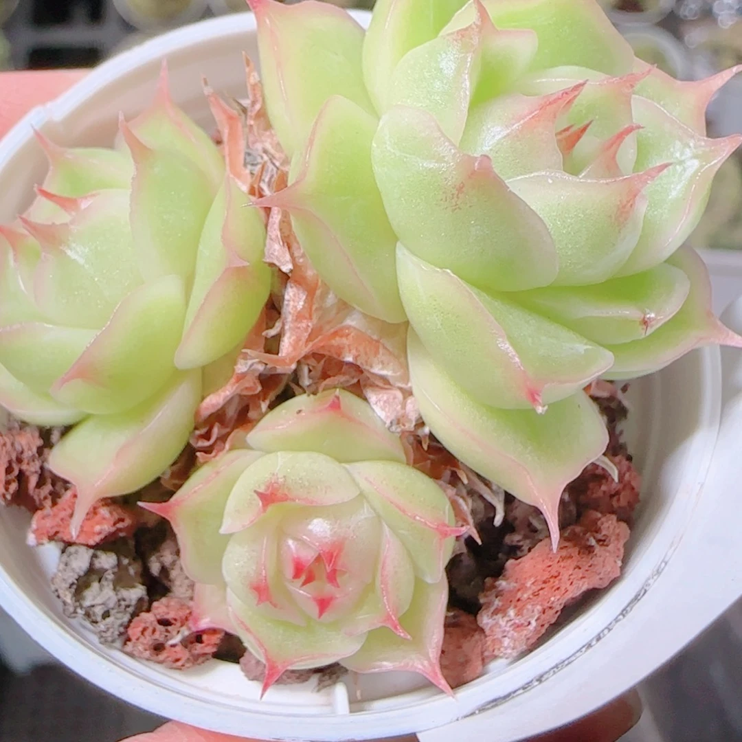花语逸镜1104-420散