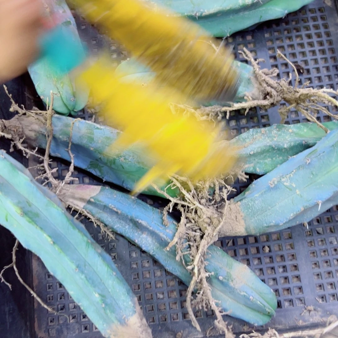 下109龙神木根歪斑点10公分左右脱土发货20包邮