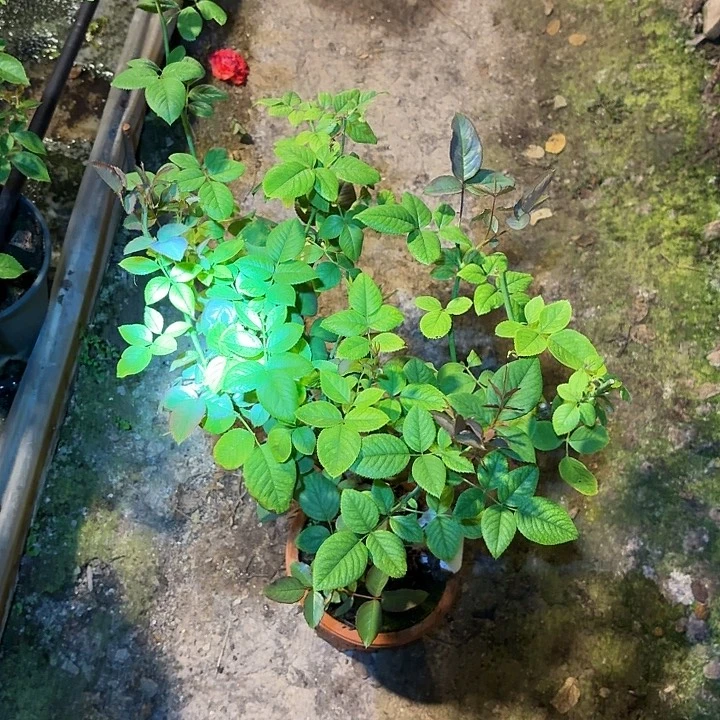 无花朵美琪一棵一加
