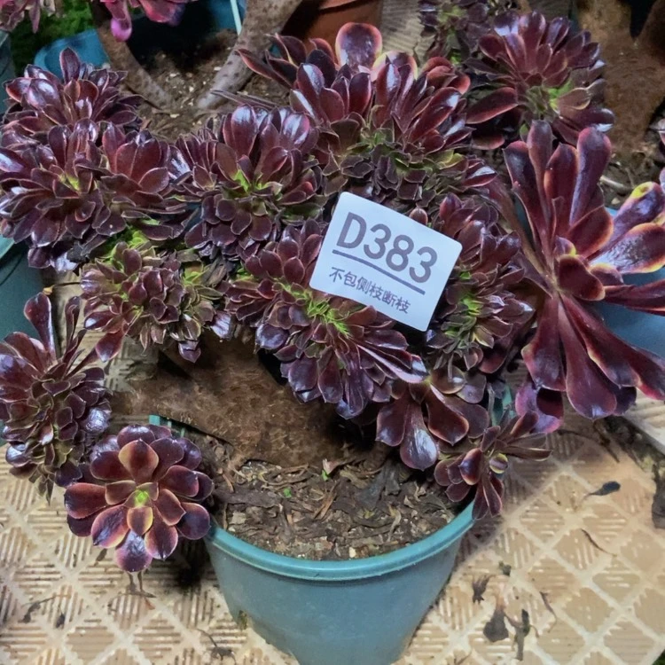 【闪购商品】383瑕疵欧嘉莉多肉