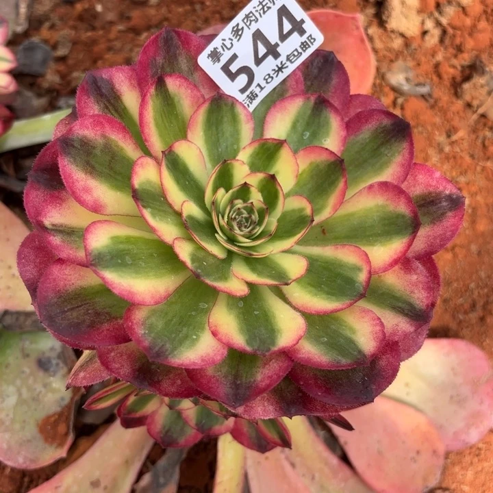 炯*熊544荔枝捧花掌心多肉法师锦不包侧枝断