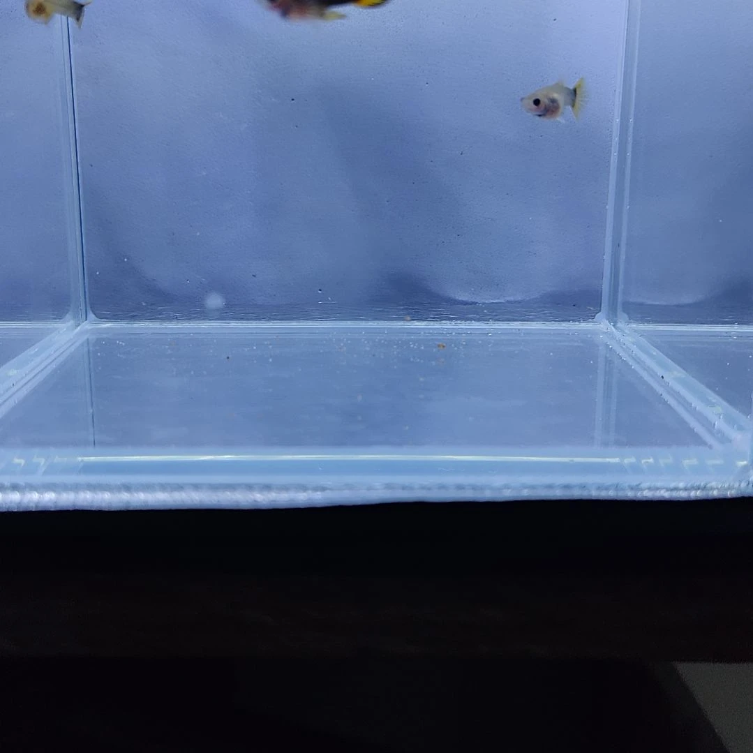 孔雀鱼孔雀鱼孔雀鱼小蜜蜂
