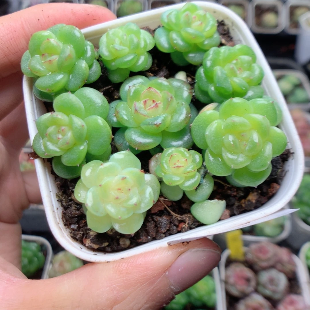 无花朵Q25yyyyyyyyy