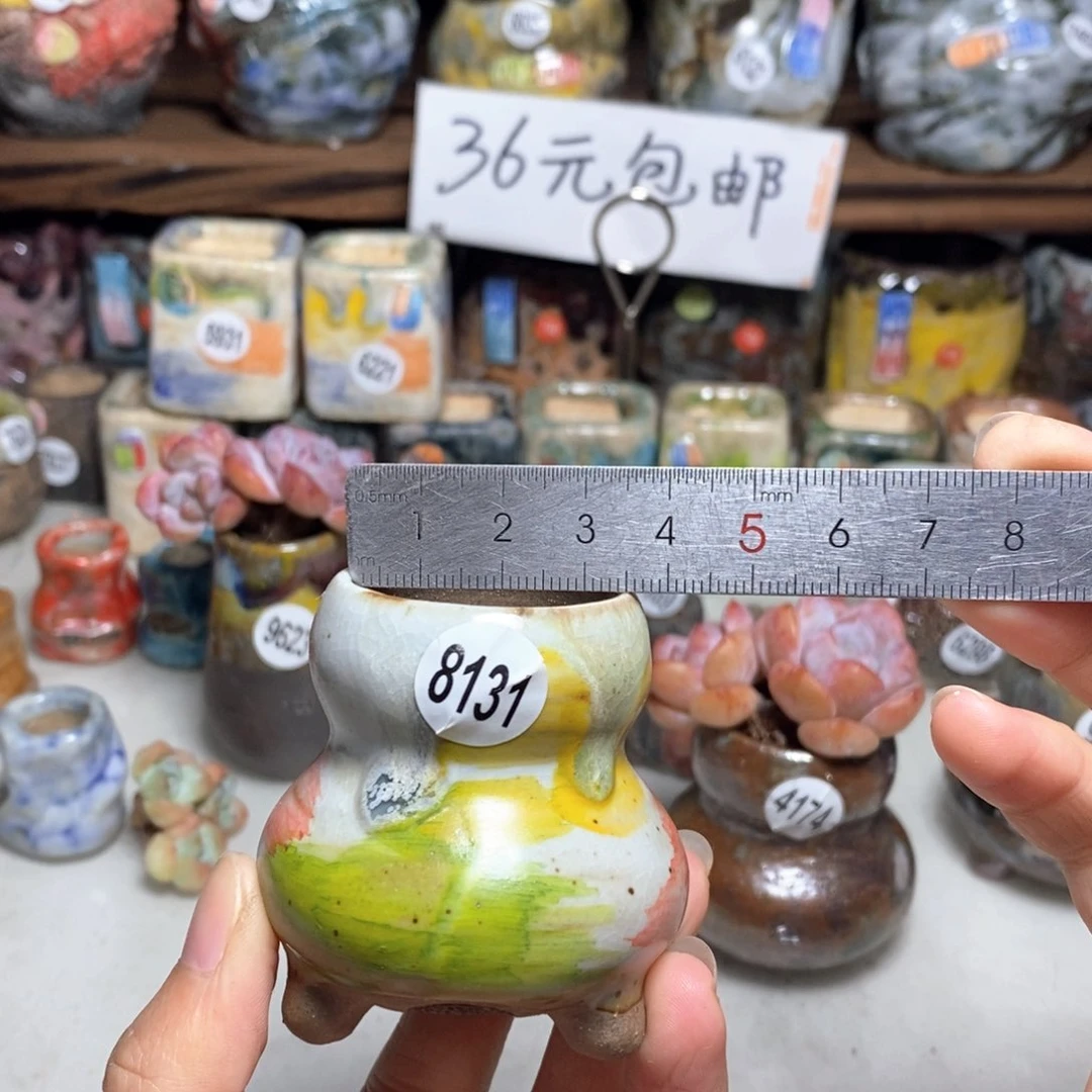 拍5送一个小礼物，不含多肉